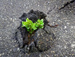 Nature Wins. Tree vs asphalt