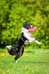 Wall Mural - Border collie catching frisbee