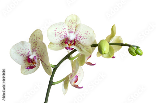 Obraz na płótnie canvas trzyczęściowy "tryptyk" Orchidea