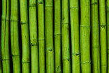 Fototapeta Sypialnia - Bambusreihe grün