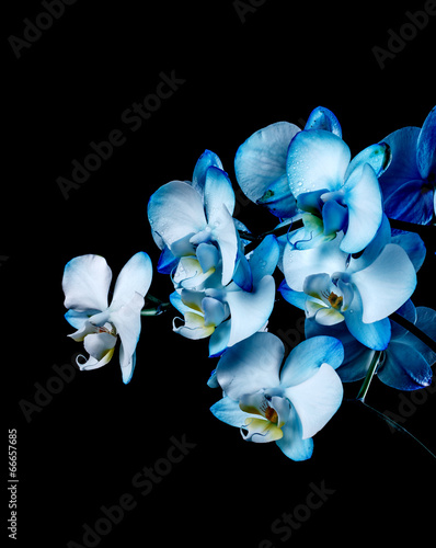 Board z aluminiowym obramowaniem Niebieska Orchidea