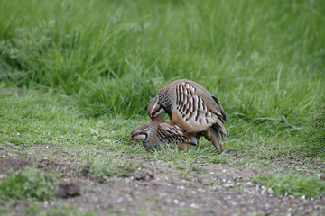 Canvas Print - Red-legged partridge, Alectoris rufa