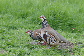 Wall Mural - Red-legged partridge, Alectoris rufa