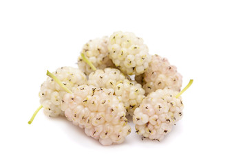 Canvas Print - White mulberry