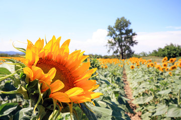 Canvas Print - France - Mornas - Tournesols