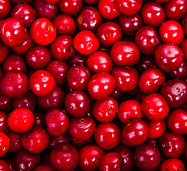 ripe juicy red cherries closeup