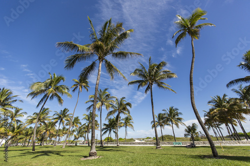 Plakat na papierze fotorealistycznym Palmy w Miami Beach na Florydzie
