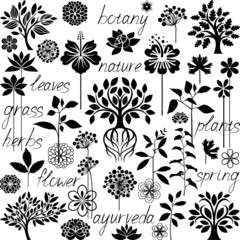 Wall Mural - Botany set