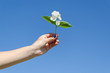 © sauletas - jasmine twig in female hand on blue sky background