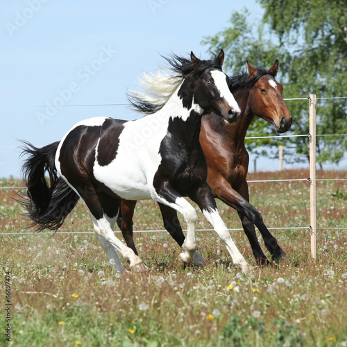 Fototapeta na wymiar Two amazing horses running together