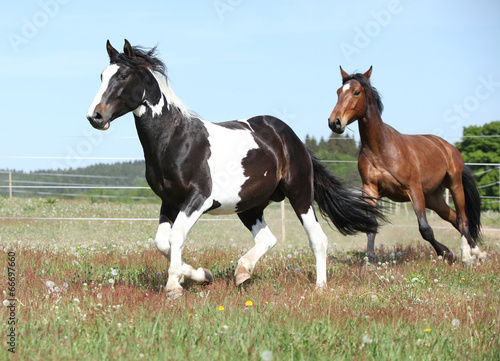 Naklejka na drzwi Two amazing horses running together