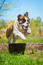 Saint Bernard Dog With Funny Face  Jumping Over The Hurdle
