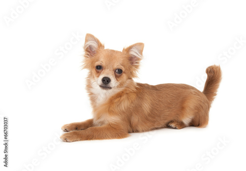 Long Haired Chihuahua Puppy Dog Buy This Stock Photo And Explore