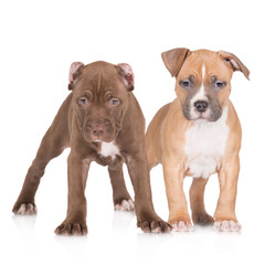 Wall Mural - american pit bull and staffordshire terrier puppies