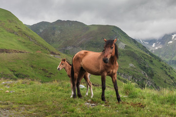 Obraz na płótnie natura pejzaż koń zwierzę