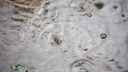 Wall Mural - rain drops rippling in a puddle