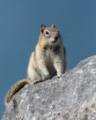 Canvas Print - ground squirrel or golden mantled ground squirrel canada