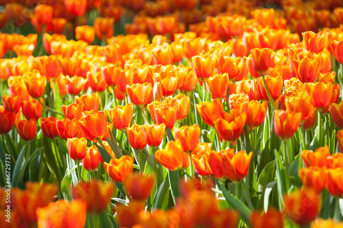 Naklejka samoprzylepna Pomarańczowe tulipany