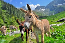 Mountain Valey Landscape With Donkeys