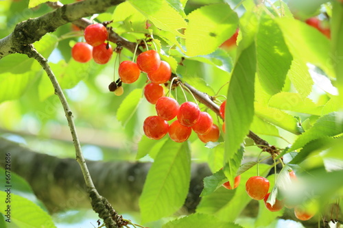 Tapeta ścienna Cherry (Sato Nishiki)