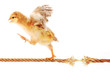 Chick Running on a Rope about to Break