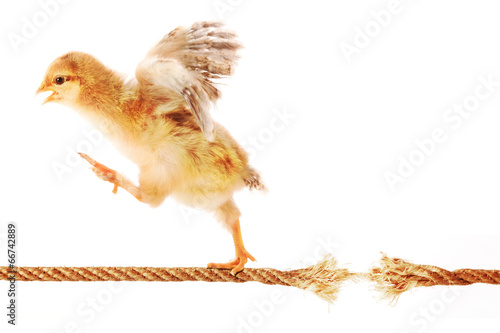 Fotografia Chick Running on a Rope about to Break