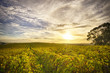 © trappy76 - View of McLaren Vale vineyard in the late afternoon