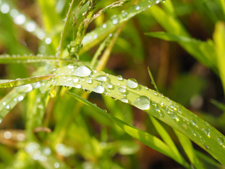 Wall Mural - drops on leaves