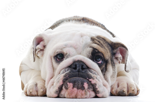 Fototapeta na wymiar English Bulldog dog eye contact, closeup
