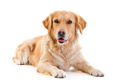 Golden Retriever Laying Over White Background