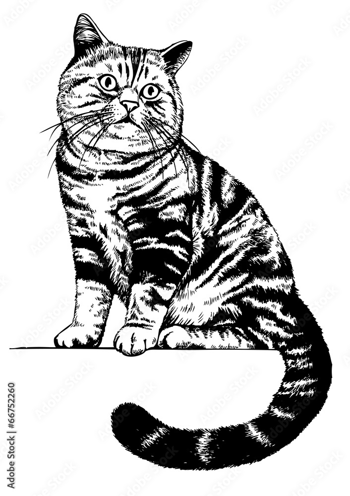 Fototapeta Na ścianę Szkocki Kot Rysunek