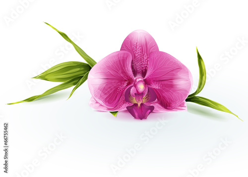 Fotografía Illustration of a pink orchid
