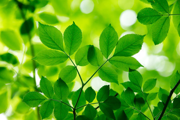 green leaves