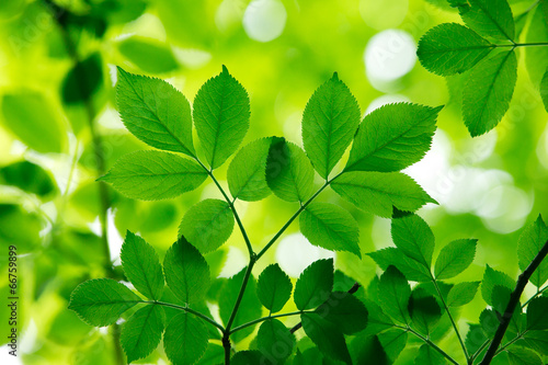 Naklejka dekoracyjna green leaves