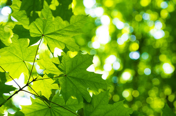green leaves with sun