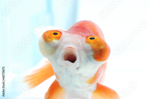 頂天眼 Stock Photo Adobe Stock