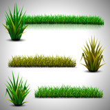 Fototapeta  - Green grass isolated