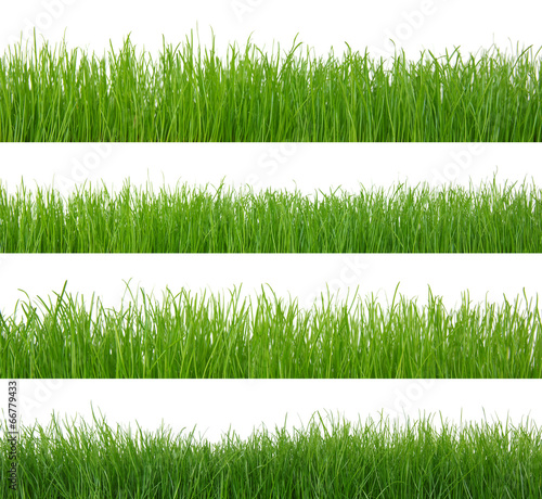 Naklejka dekoracyjna Paski trawy na białym tle