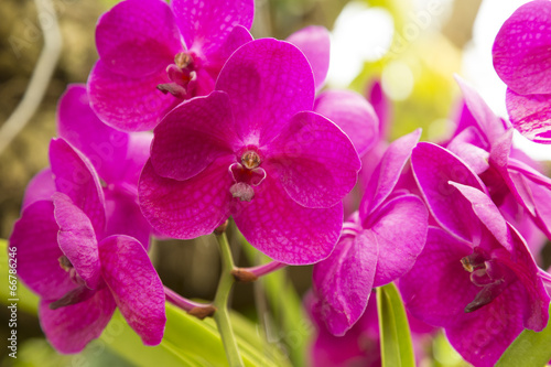 Board z aluminiowym obramowaniem Różowe orchidee