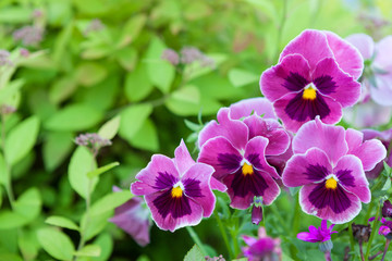 Group of pansy in the garden