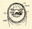 Toothed, funnel-like sucking mouth of lamprey (sucking disc)