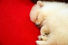 Sleeping Pomeranian