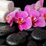 Fototapeta Dziecięca - spa setting of blooming twig of stripped violet orchid (phalaeno