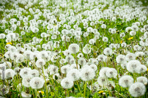 Obraz w ramie dandelion in a meadow