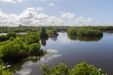Naklejka na meble mangroves in Sri lanka