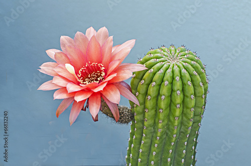 Foto  Flowering cactus