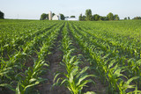 Field of young corn with farm in background