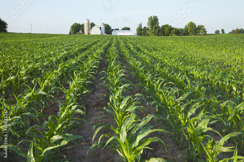 Fotografie, Obraz Field of young corn with farm in background