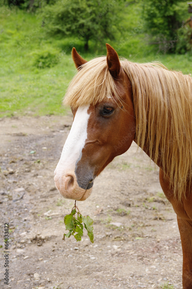 Portrait of brown horse with twig - obrazy, fototapety, plakaty 