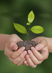 Wall Mural - Sapling in hands